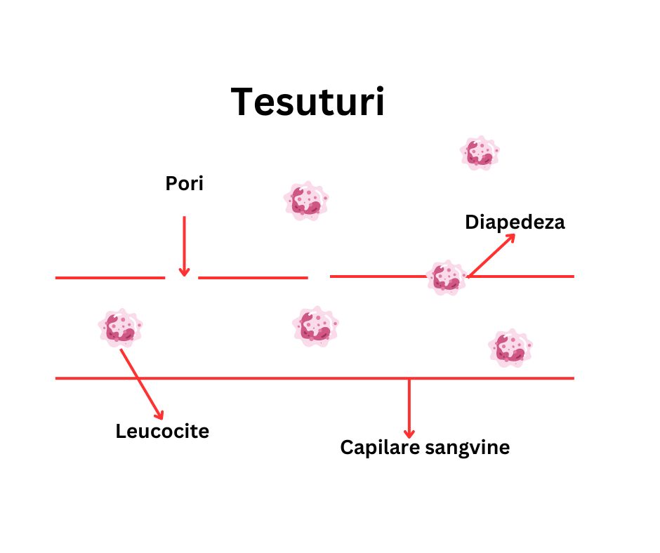 Nutriția celulară explicată simplu