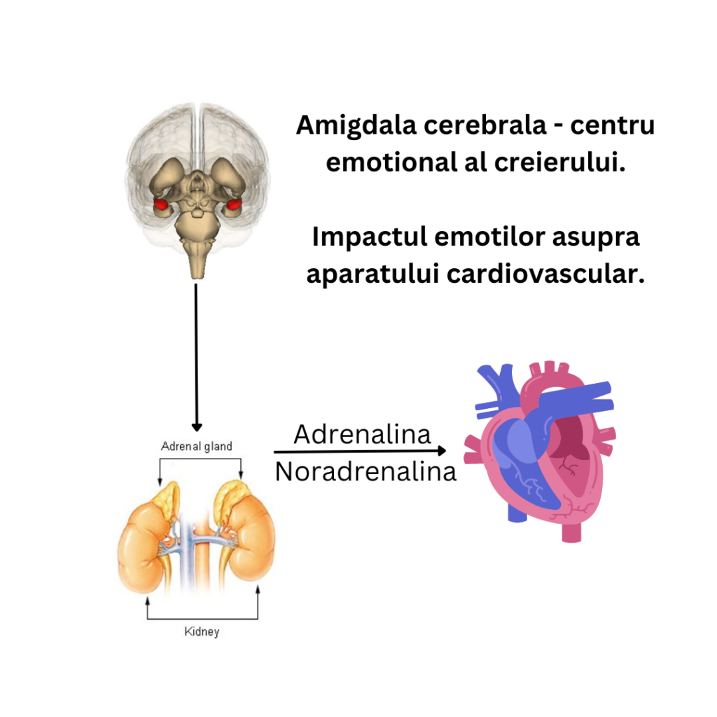 Amigdala cerebrală – Centru emoțional al creierului