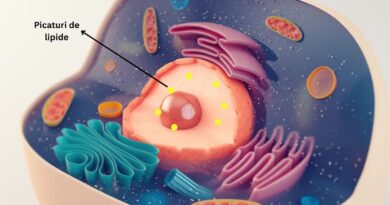 Picăturile de lipide nucleare