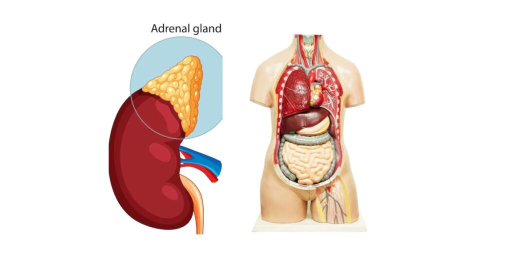 Glandele suprarenale