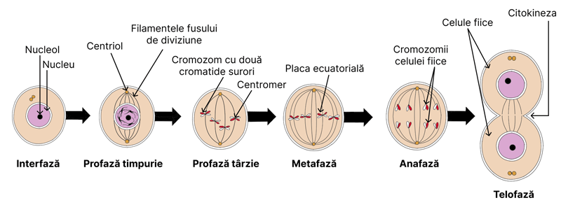 Genetică moleculară